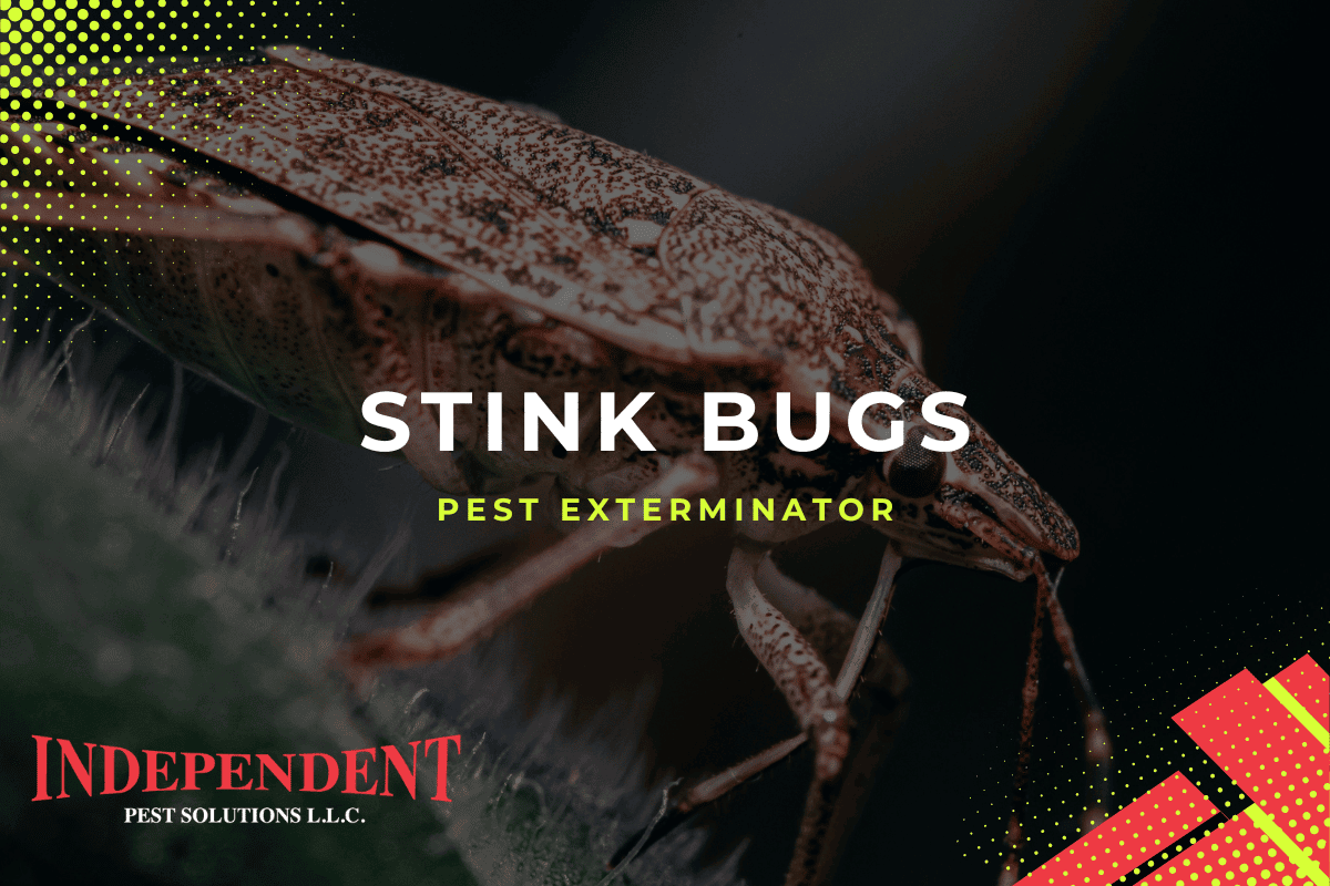 stink bug pest control puyallup