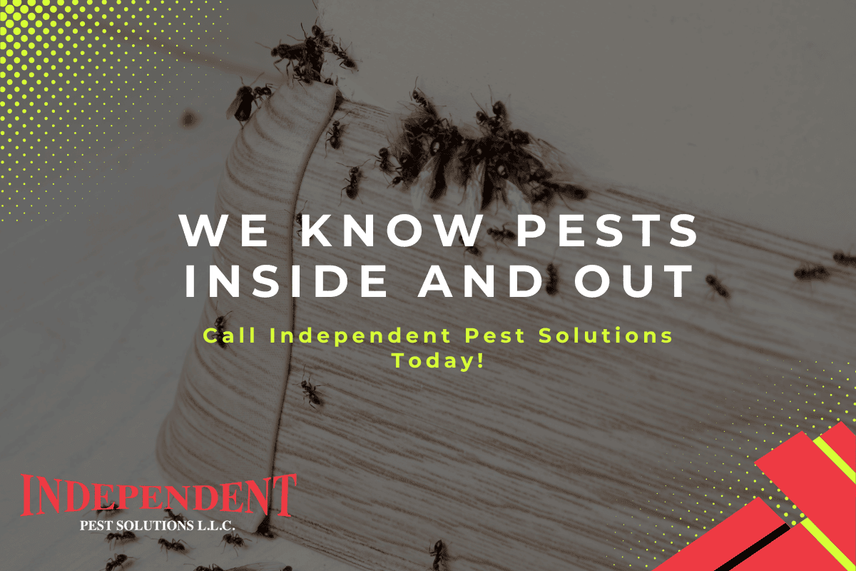 ant pest control Puyallup WA ant pest control Puyallup WA