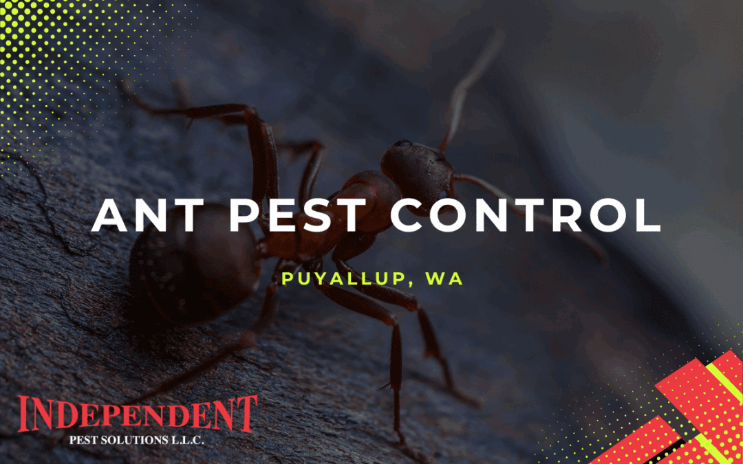 Spring has Sprung and So Have Pests