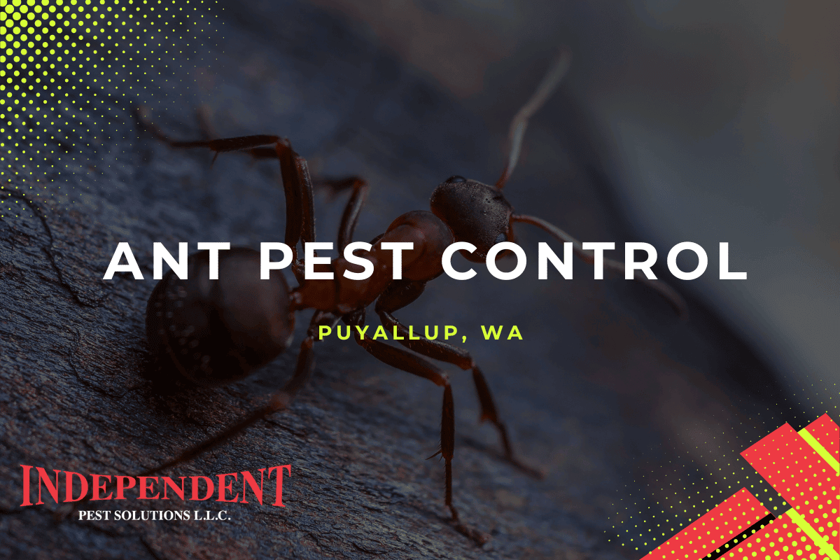ant pest control services Puyallup WA