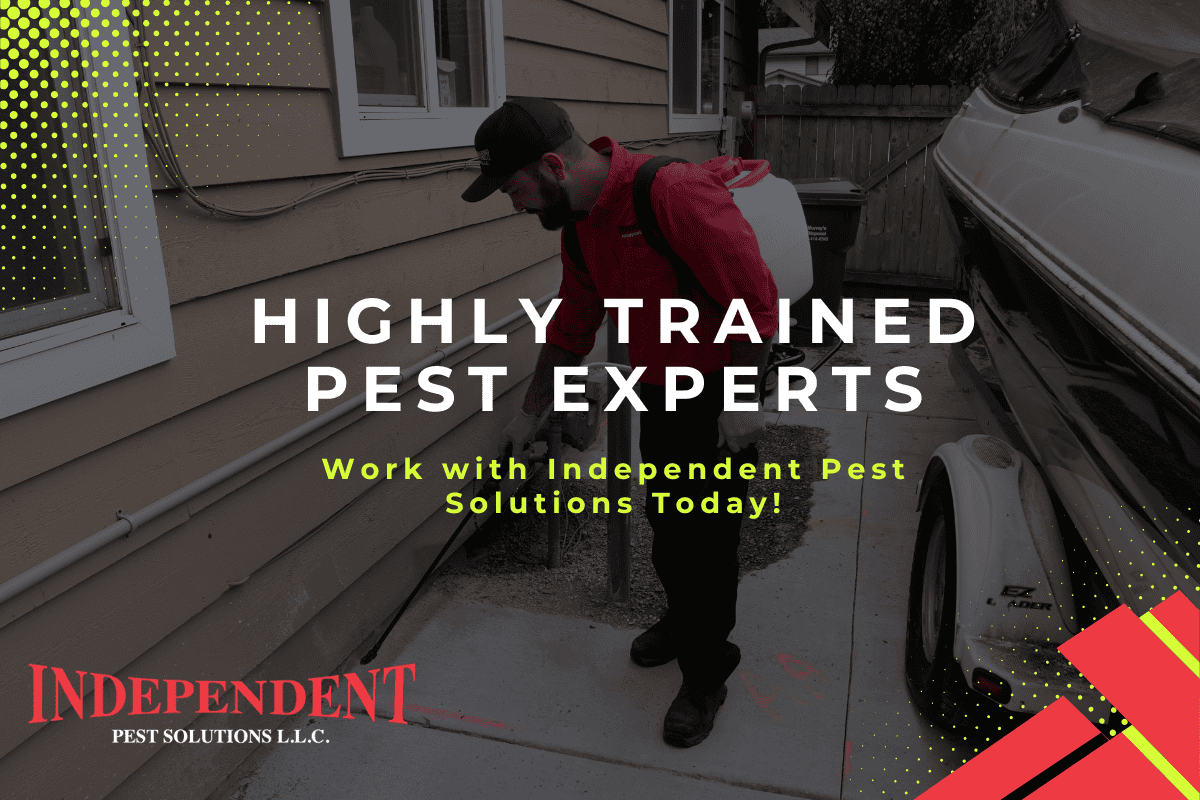 spider pest control in Puyallup WA spider pest control in Puyallup WA