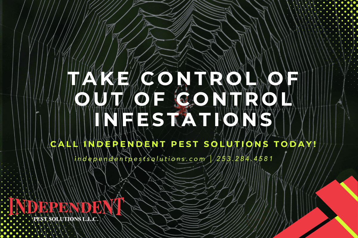 spider infestation Puyallup WA spider infestation Puyallup WA