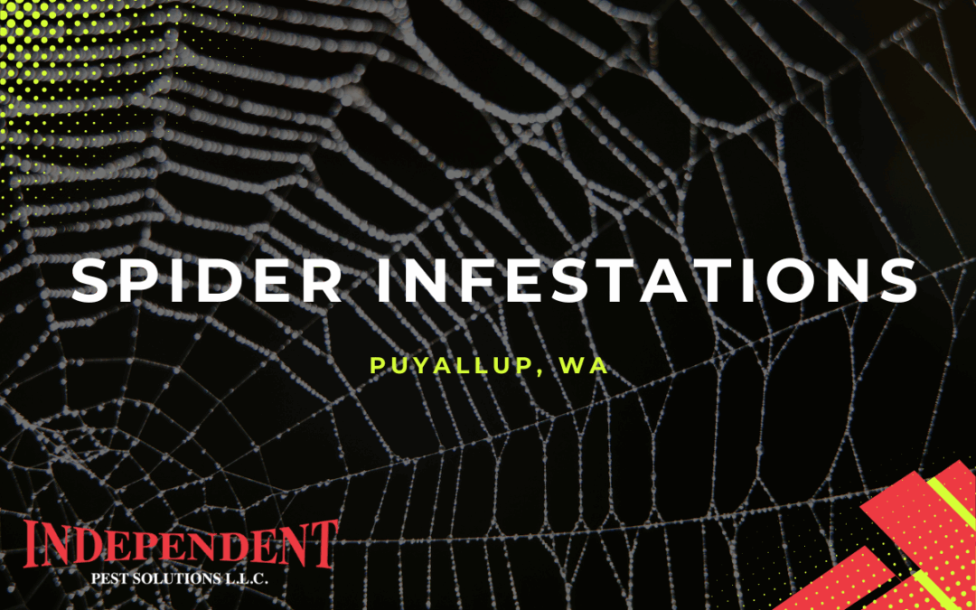 How to Handle Spiders – Advice from Your Local Pest Control Experts