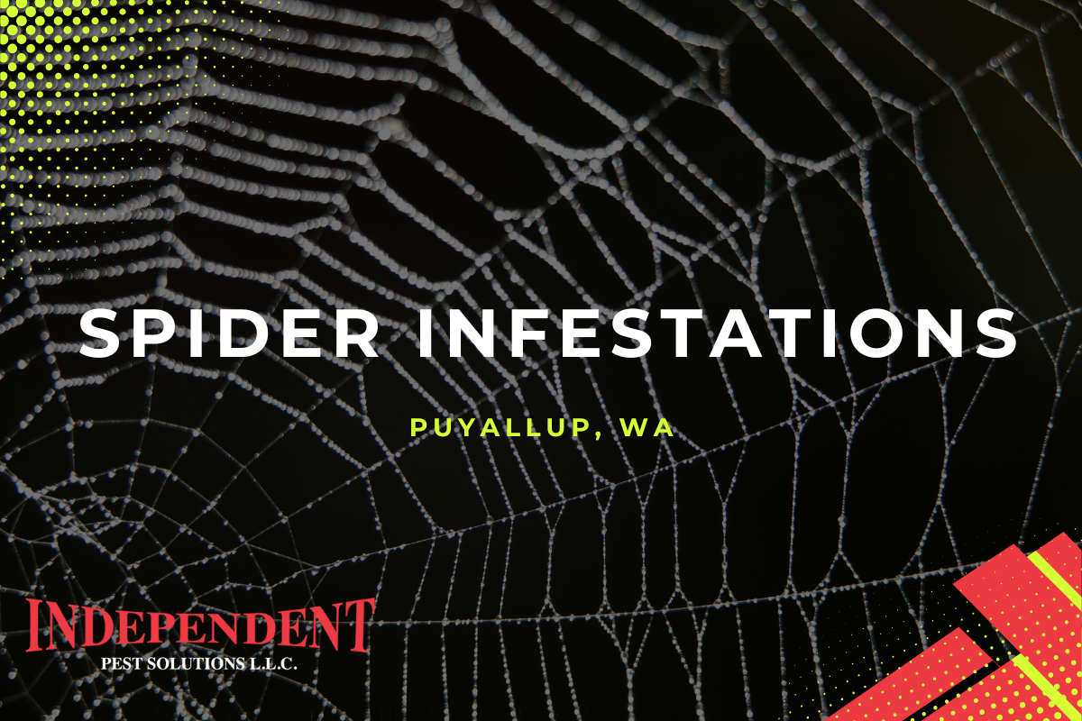 Spider infestation pest control exterminator in Puyalllup WA