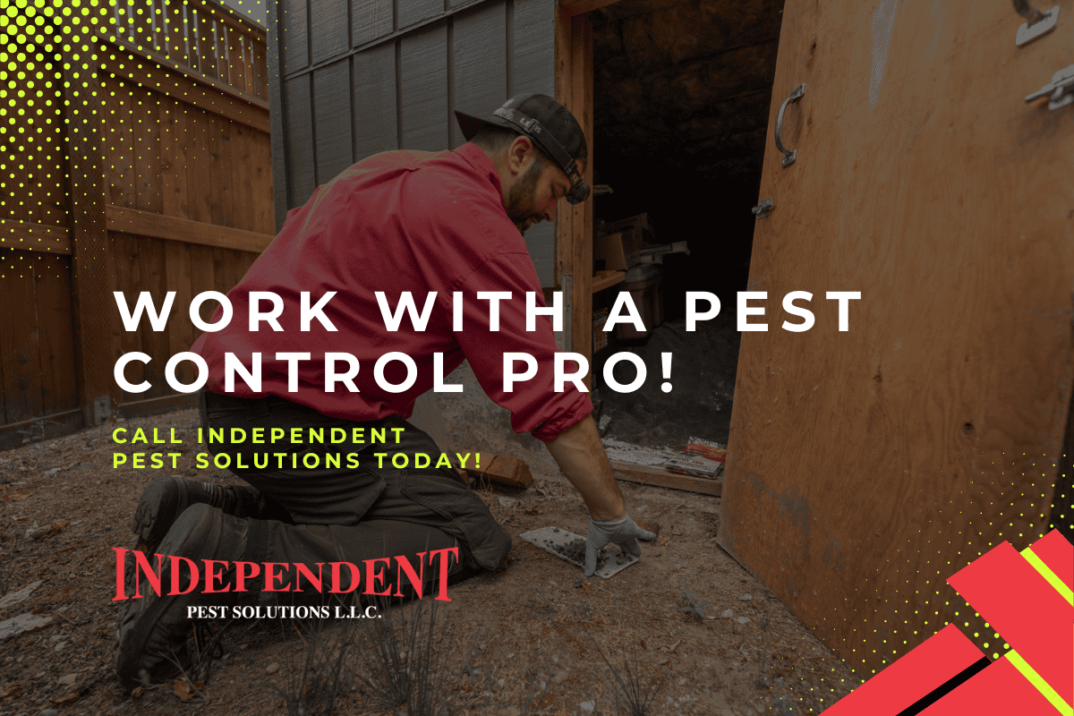 Puyallup WA ant pest control services
