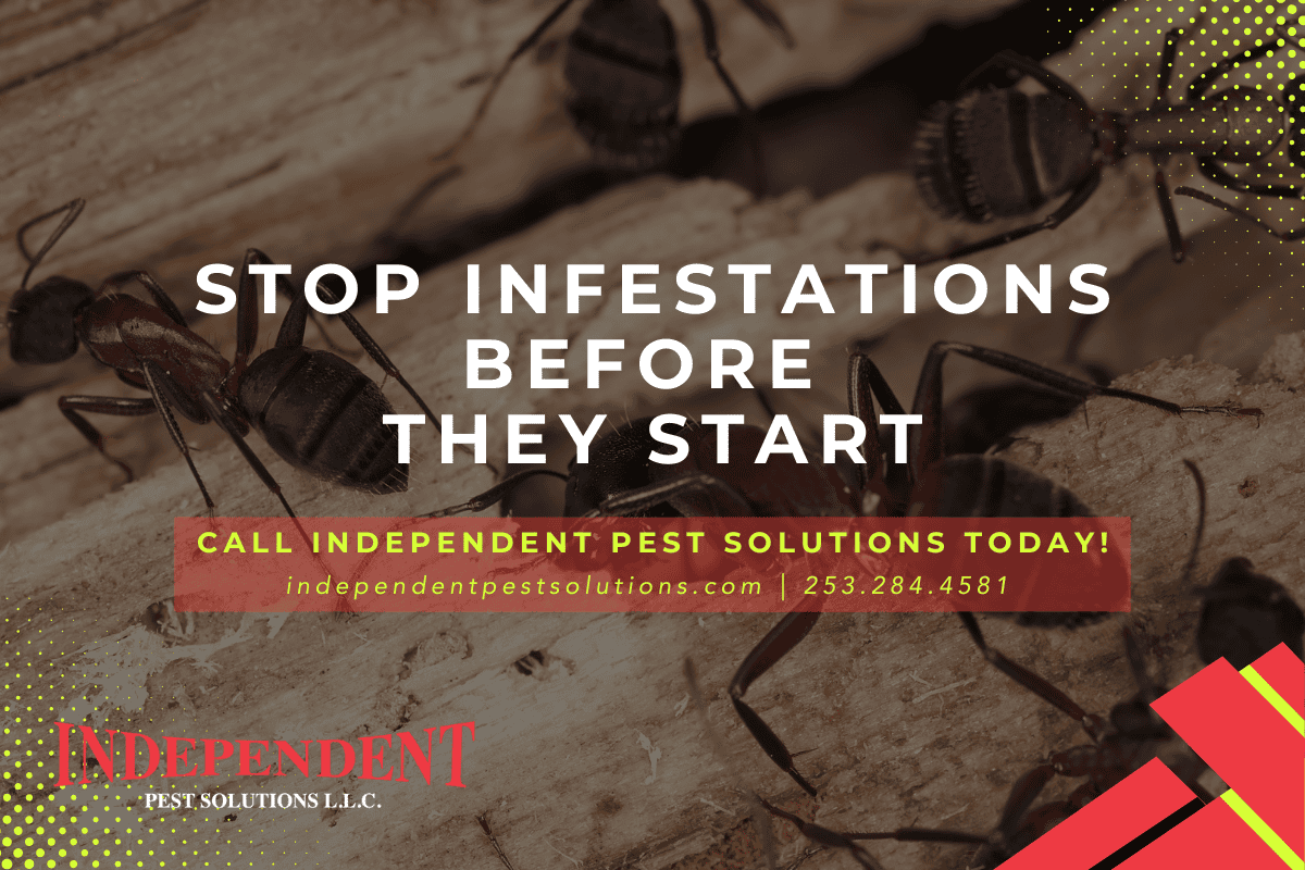 ant pest control services in WA