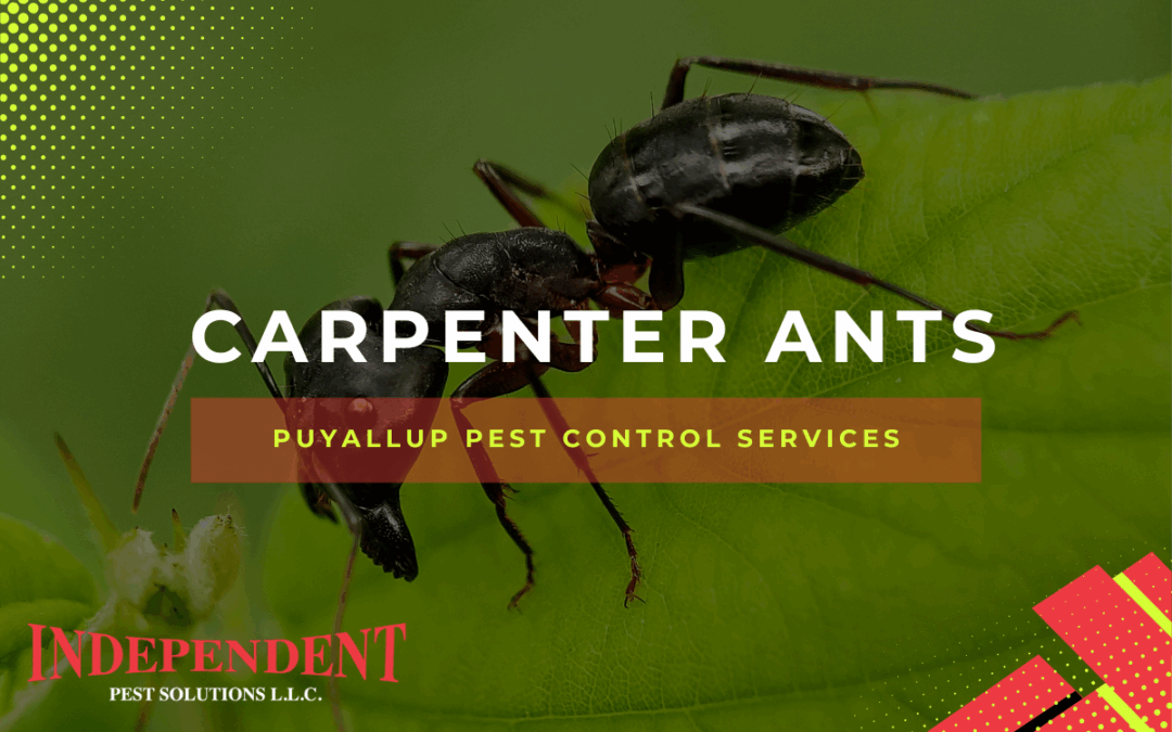 Pest of the Month: What Homeowners Should Know About Carpenter Ants