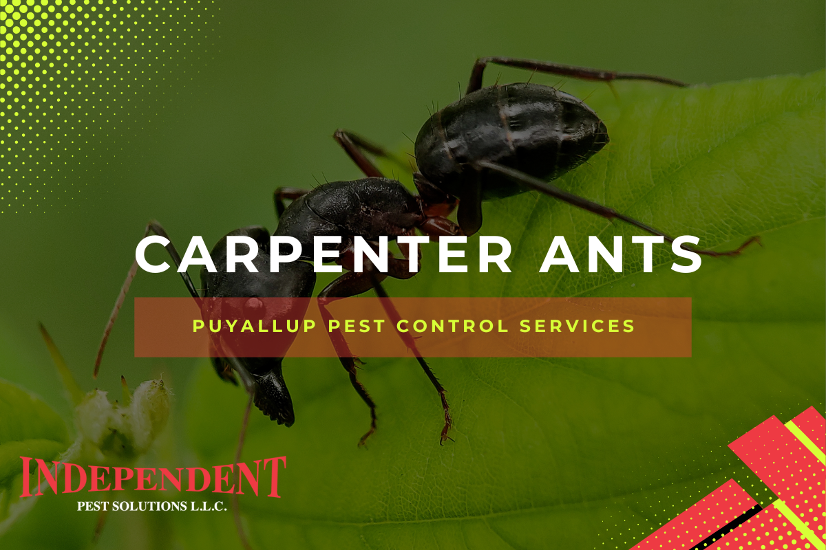 WA ant pest control services
