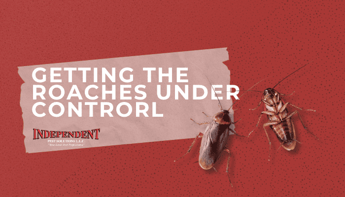 Puyallup pest control services in Washington