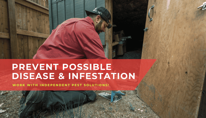 a flea exterminator in Puyallup WA