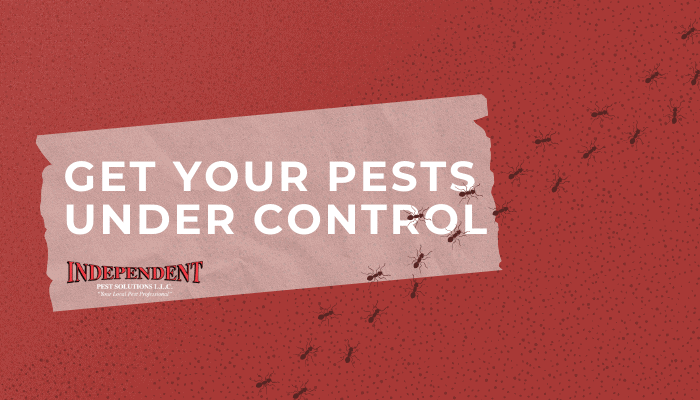 a flea control company in Puyallup WA