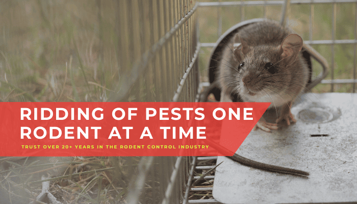 rodent control business in Puyallup