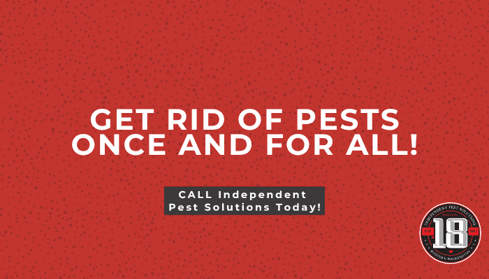 home rodent pest control company in Puyallup WA