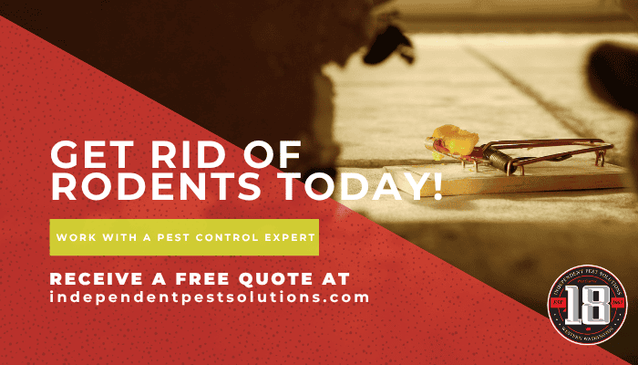 pest control company in Puyallup WA