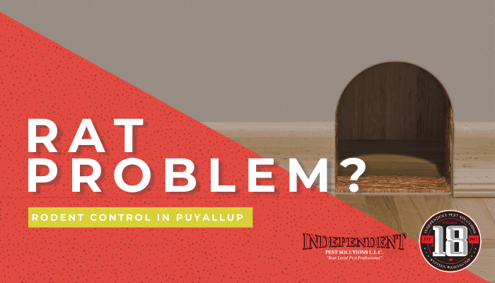 Rats in Your Home and How to Get Rid of Them