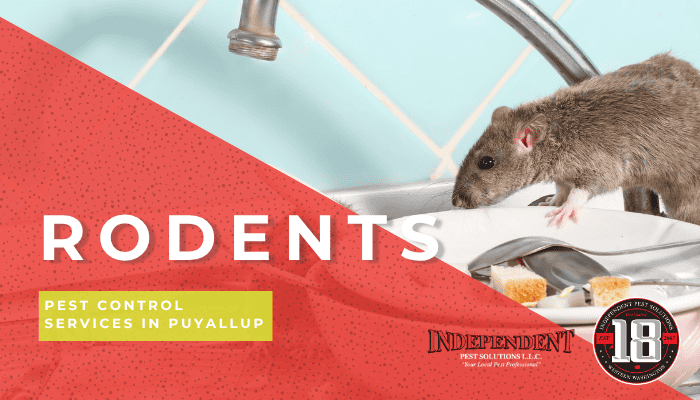 How Do Rodents Get into My House? 