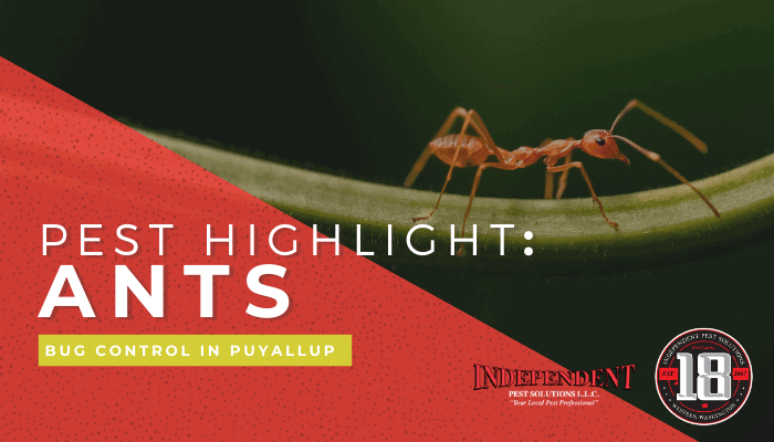 What Happens to Ants in the Winter?