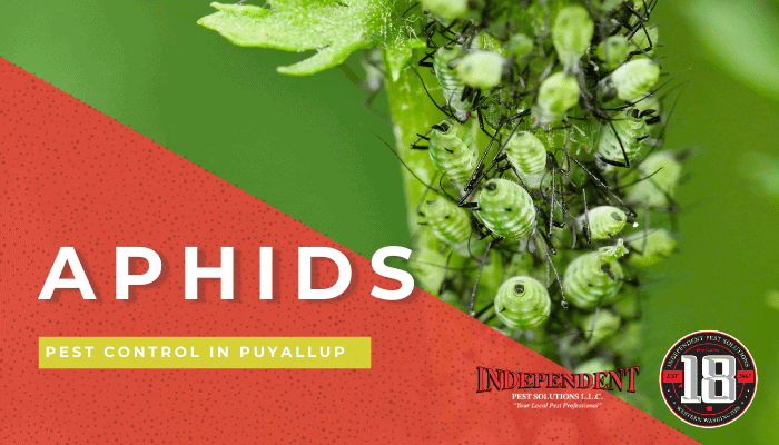 Dealing Aphids in Your Home and Yard