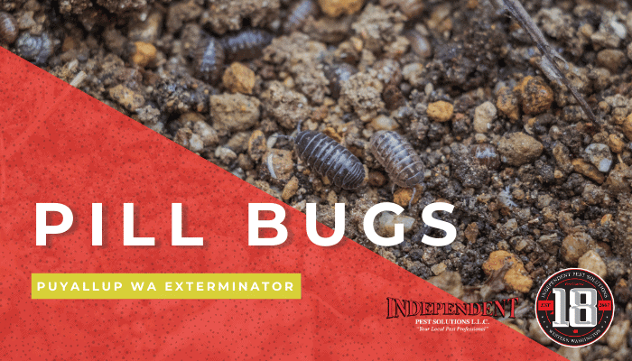 How to Identify Pill Bugs in Your Home