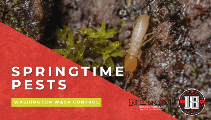 Common Springtime Pests in Washington