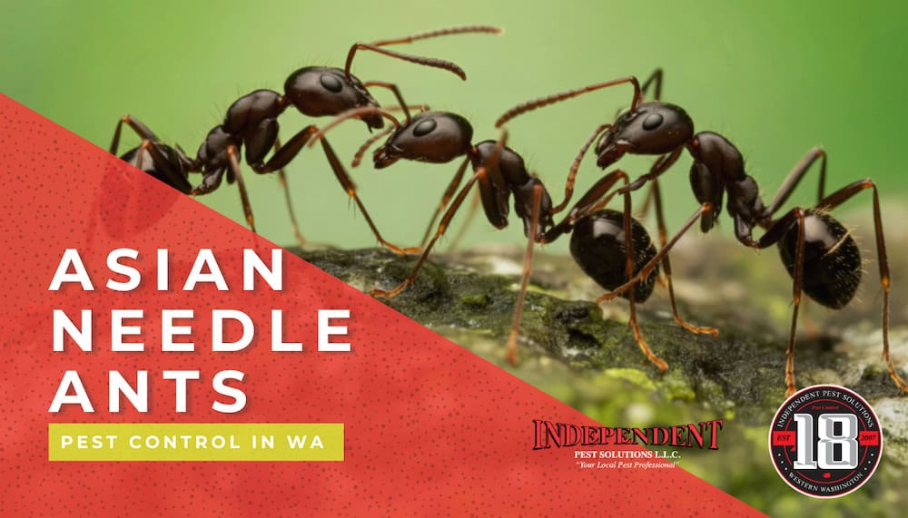 Asian Needle Ants
