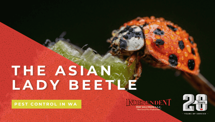 Asian Lady Beetles in Washington | Identification & Control