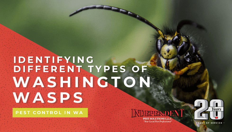 Identifying Different Types of Washington Wasps