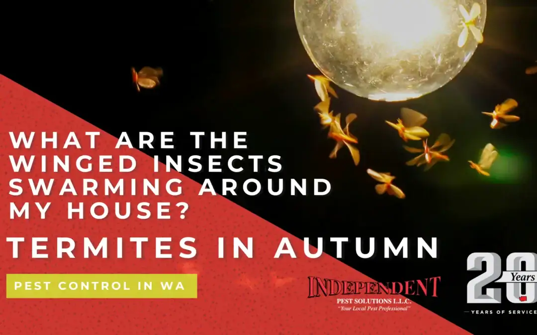 What are the winged insects swarming around my house? Termites in Autumn