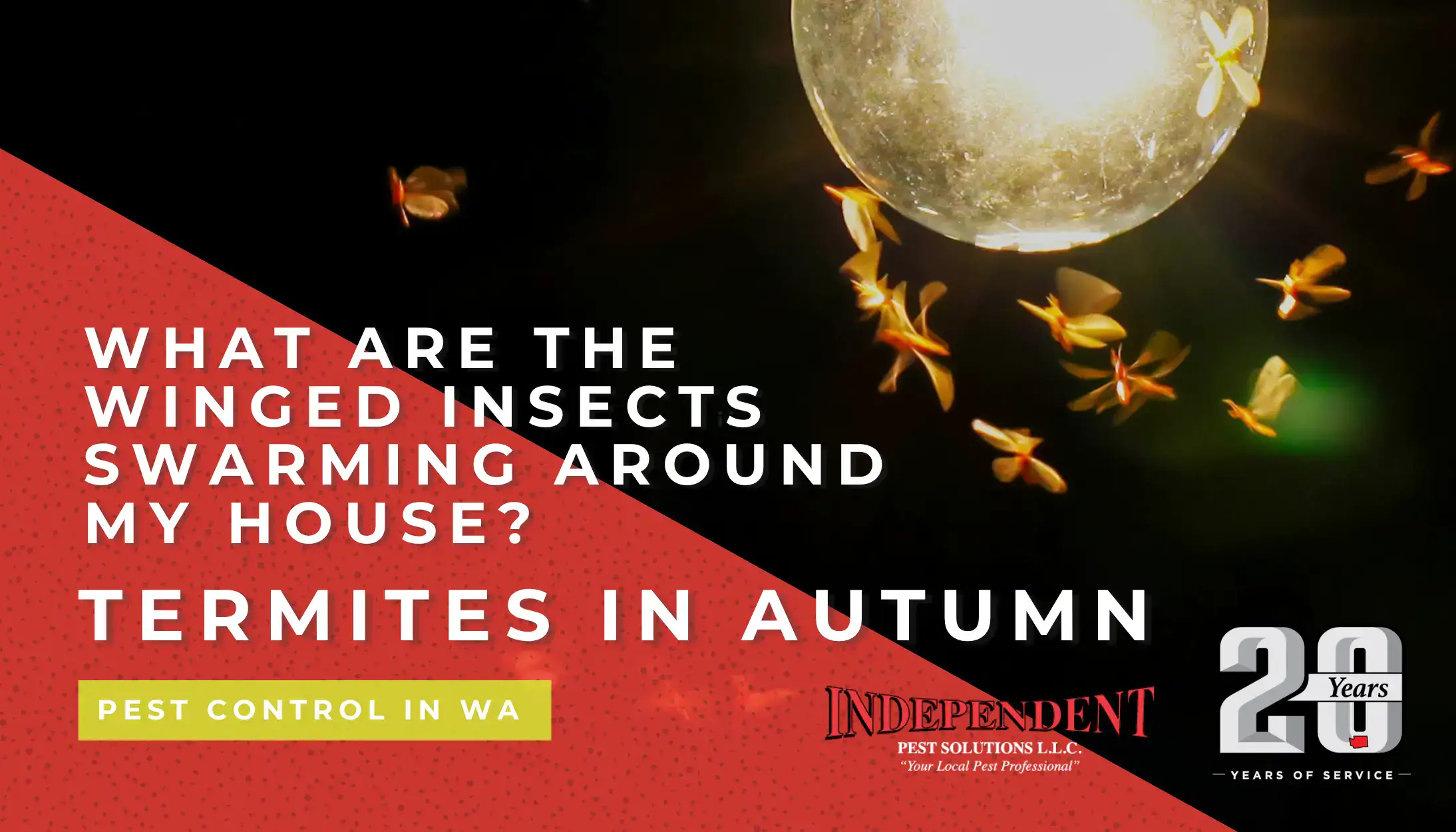 What are the winged insects swarming around my house