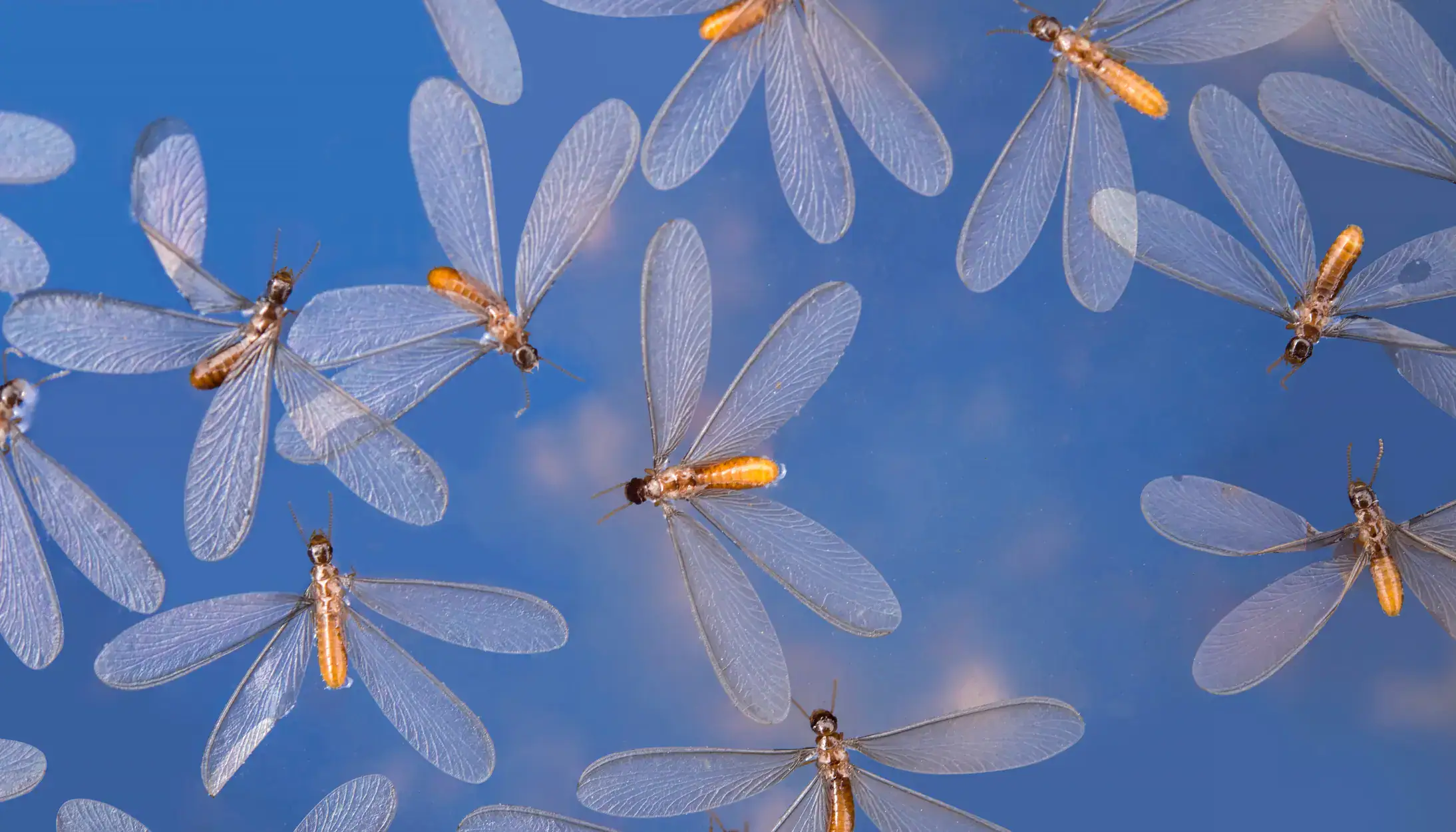 Winged Termites That Can Fly Alates