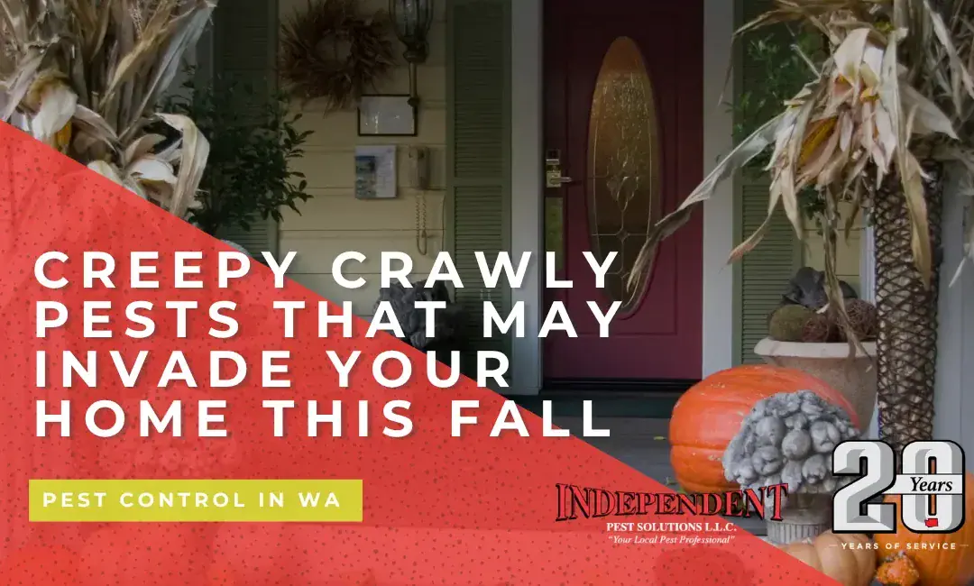 Creepy Crawly Pests That May Invade Your Home This Fall