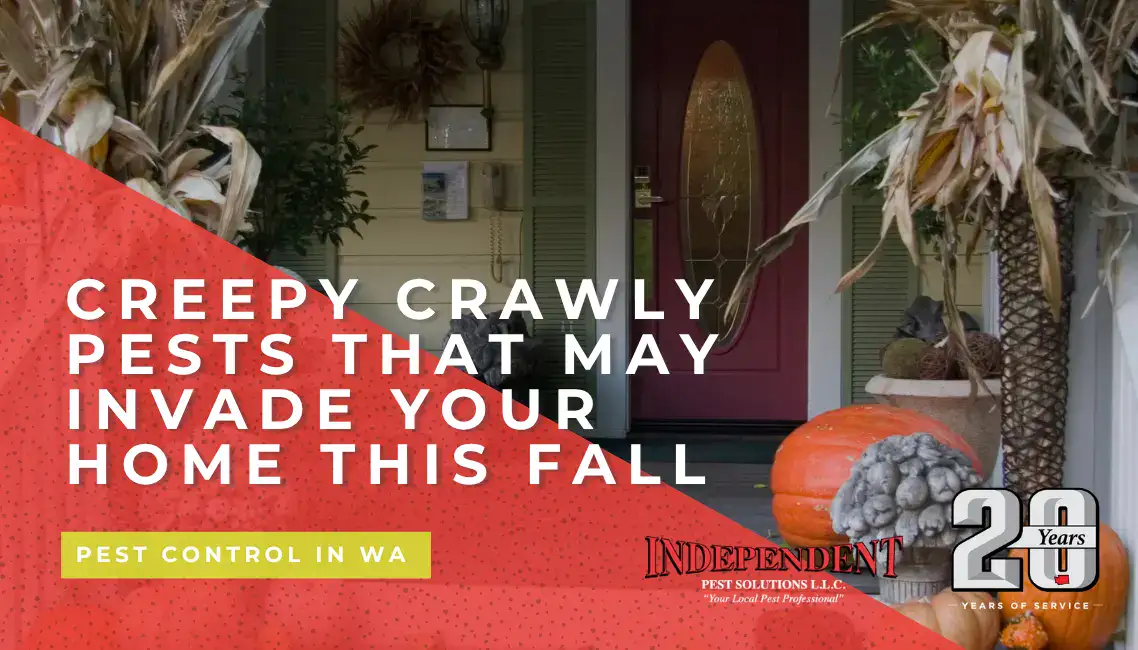 Creepy Crawly Pests That May Invade Your Home This Fall