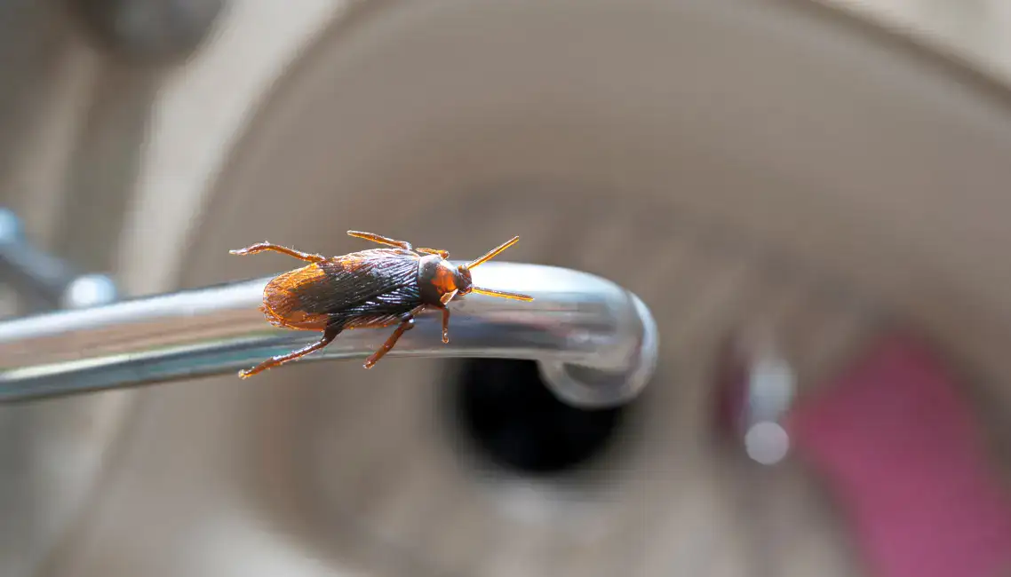 German cockroach on a kitchen monitoring trap