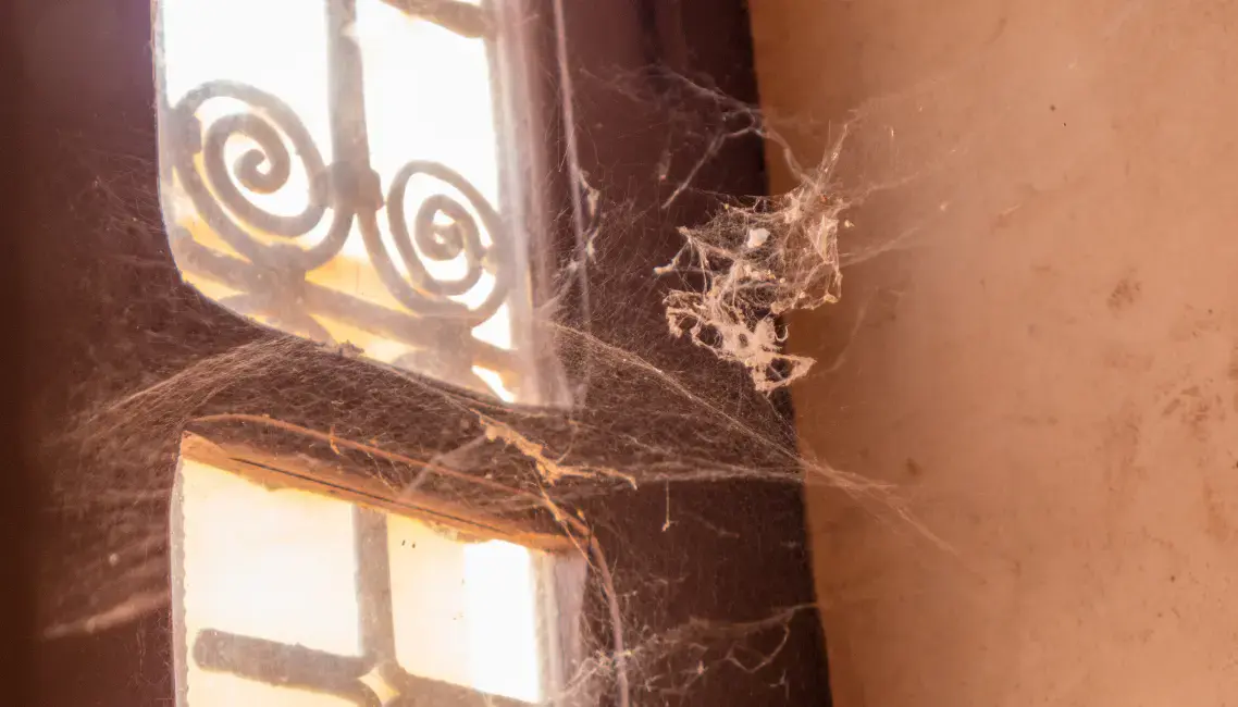 Spider on a web near a garage window